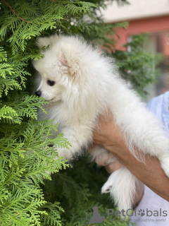 Фото №3. Продам щенка померанского шпица, девочка 4 месяца, белоснежная красавица, кличка.  Болгария