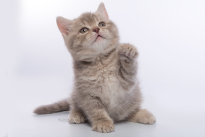 Дополнительные фото: Британские котята - лиловый пятнистый мальчик