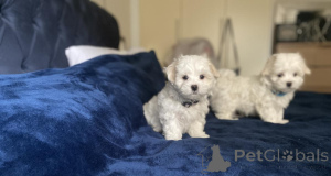 Фото №2 к объявлению №156387 о продаже мальтийскую болонку - купить в Германии 