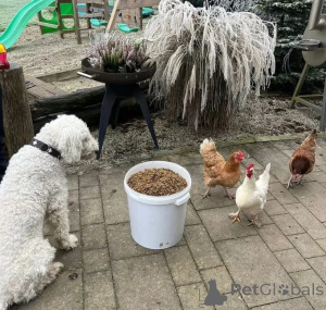 Фото №4. Продажа  в Берлине заводчик - цена договорная