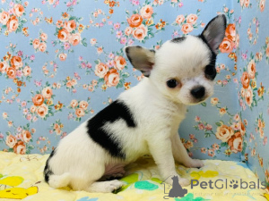 Фото №1. чихуахуа - купить в Friggesby за договорная. Объявление №162461