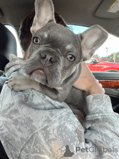 Фото №3. Wunderschöne Französische Bulldogge Welpen suchen ein Liebevolles Zuhause.  Германия