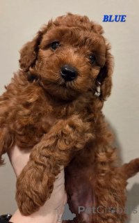 Фото №2 к объявлению №166521 о продаже пуделя (той) - купить в Нидерландах 