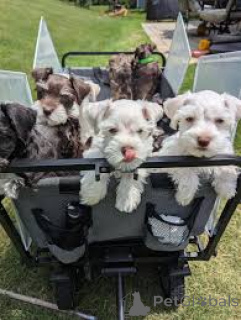 Фото №1. цвергшнауцер - купить в Мадрид за 64937₽. Объявление №165993