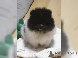 Фото №1. померанский шпиц - купить в Линц за договорная. Объявление №159968