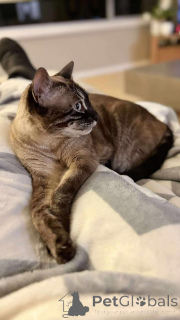 Фото №2 к объявлению №152702 о продаже бенгальская - купить в Бельгии частное объявление