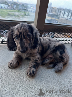 Фото №1. такса - купить в Праге за договорная. Объявление №144413