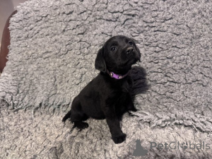 Фото №3. У нас есть щенки лабрадора, которые ищут новый 5-звездочный дом и не работают.  Великобритания