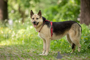 Фото №4. Продажа беспородную в Москве реке частное объявление - цена Бесплатно