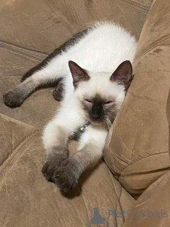 Фото №1. сиамская - купить в Бобова за 32468₽. Объявление №160590