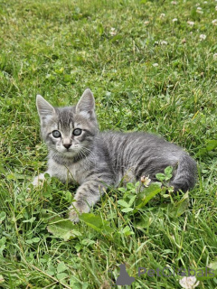 Фото №1. европейская короткошерстная - купить в Раудерфене за 32468₽. Объявление №173631