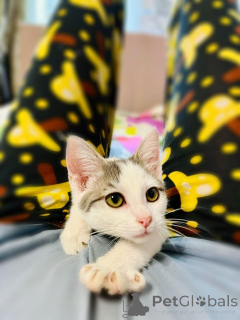 Фото №3. Очаровательный брат с сестричкой в возрасте 4х месяц ищут дом.. Россия