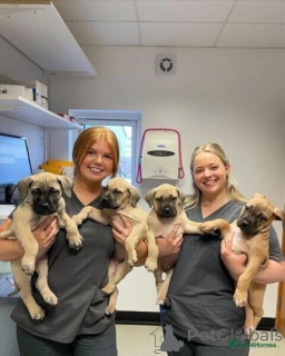 Фото №1. бурбуль - купить в Баденхайм за договорная. Объявление №167558