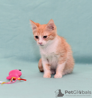 Дополнительные фото: Котенок Злата - рыжая малышка-солнышко ищет дом!