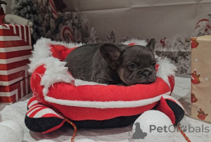 Фото №2 к объявлению №161322 о продаже  - купить в Австралии 