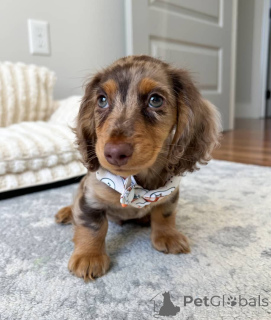 Фото №2 к объявлению №150841 о продаже таксу - купить в Германии частное объявление