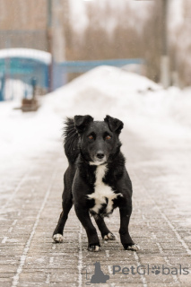 Фото №2 к объявлению №165048 о продаже беспородную - купить в России частное объявление, из приюта