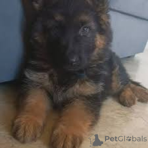 Фото №3. Preciosos cachoros de Pastor Alemán en Venta.  Португалия