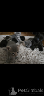 Фото №4. Продам сиамскую в Каруж  - цена 60299₽