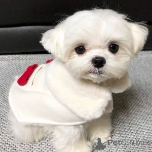 Фото №2 к объявлению №167175 о продаже мальтийскую болонку - купить в Финляндии частное объявление, из приюта