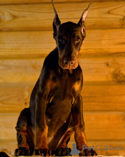 Фото №3. Dobermann FCI Top Puppy Doberman.  Германия