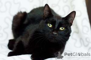 Фото №4. Продам  в Минске  - цена Бесплатно