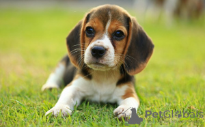 Фото №3. Healthy Beagle puppies for free adoption.  Германия