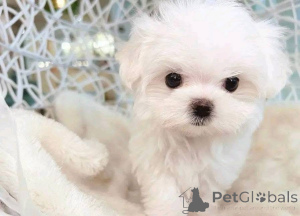 Фото №3. Готова к переезду в новый дом, пишите, если подарите ей новую жизнь..  США