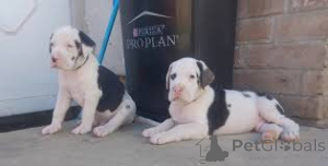 Фото №2 к объявлению №167642 о продаже немецкого дога - купить в Германии частное объявление, заводчик