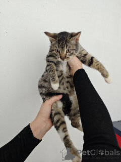 Фото №4. Продам  в Москве реке частное объявление - цена Бесплатно