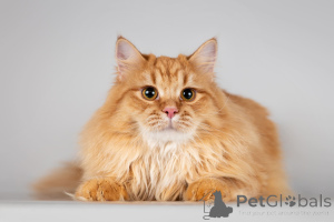 Фото №4. Продам  в Химках из приюта - цена Бесплатно