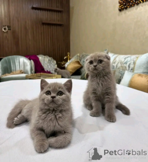 Фото №1. британская короткошёрстная - купить в Бристоль за 300₽. Объявление №158805