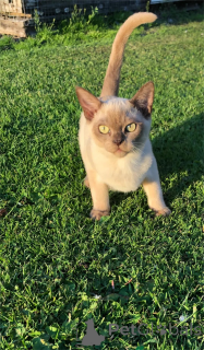 Фото №1. бурма - купить в Ноги за 32468₽. Объявление №154160