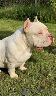 Фото №3. Американский Булли.  Беларусь