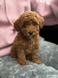 Фото №1. мальтипу - купить в Энсхеде за 58414₽. Объявление №159567