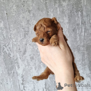 Фото №2 к объявлению №164023 о продаже пуделя (той) - купить в Финляндии частное объявление, из приюта