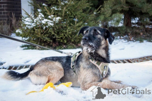 Фото №4. Продажа беспородную в Москва частное объявление - цена Бесплатно