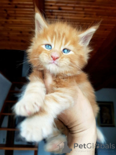 Фото №1. мейн-кун - купить в Андерлехт за договорная. Объявление №166814