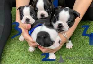 Фото №3. Adorable Boston Terrier Puppies for free adoption.  Германия