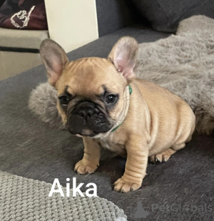 Фото №1. французский бульдог - купить в Пробег за Бесплатно. Объявление №161867