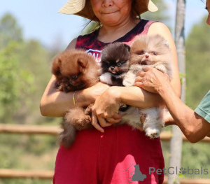 Фото №3. Bezaubernde Pomeranian-Welpen zu verkaufen klein, flauschig und voller.  Германия