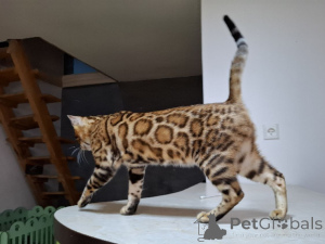 Фото №3. BENGAL KITTEN. Польша