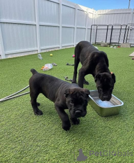 Фото №1. кане-корсо - купить в Хасселт за 69575₽. Объявление №160515