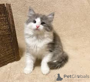 Фото №3. Schattige Noorse Boskatten Kittens Zoeken een nieuw thuis.. Бельгия