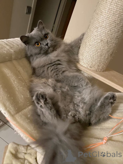 Фото №1. британская длинношёрстная - купить в Айзлинген за 46384₽. Объявление №158830