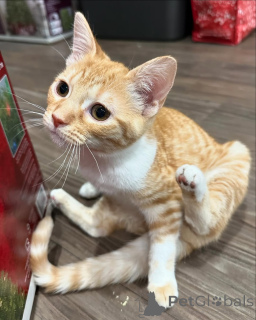 Фото №2 к объявлению №150614 о продаже беспородная - купить в Германии из приюта, заводчик