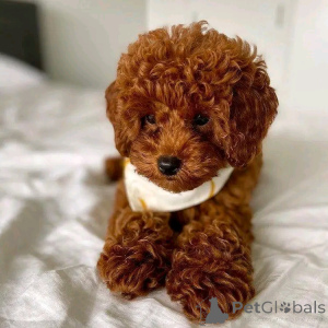 Фото №2 к объявлению №161533 о продаже пуделя (той) - купить в Германии из приюта, заводчик