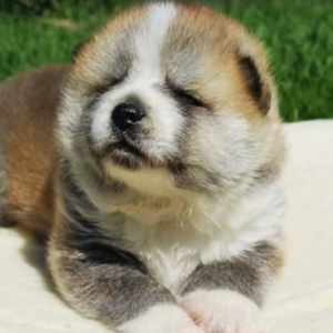 Фото №2 к объявлению №4158 о продаже акита-ину - купить в Украине заводчик