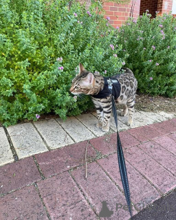 Фото №2 к объявлению №152776 о продаже бенгальская - купить в Франции частное объявление