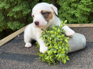 Фото №2 к объявлению №147827 о продаже джек-рассел-терьера - купить в России частное объявление
